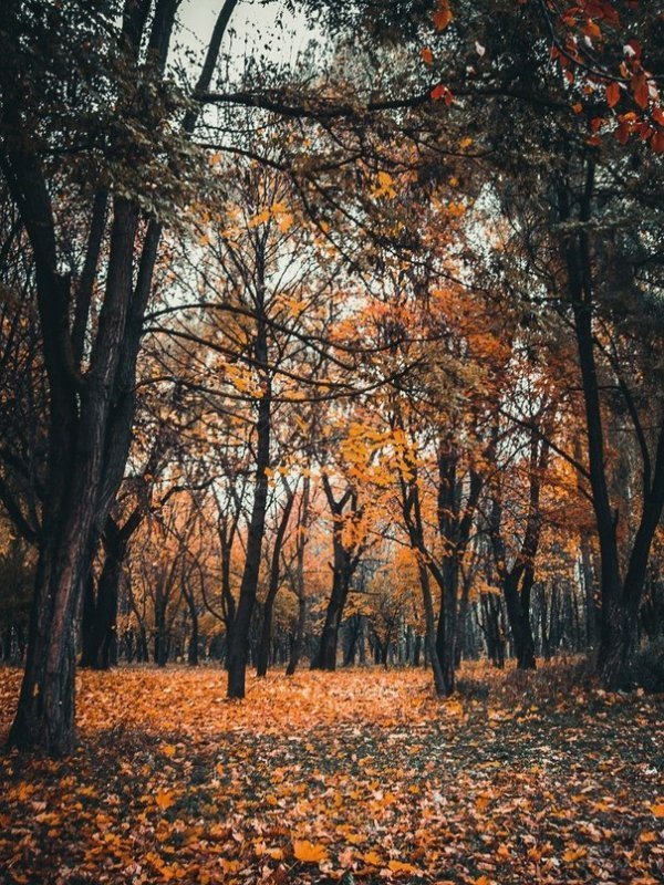 Луцькі парки восени. ФОТО