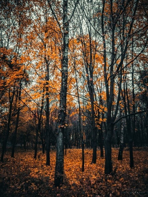 Луцькі парки восени. ФОТО