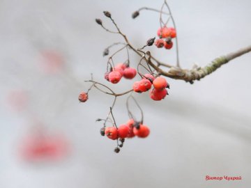 Морозний ранок у Луцьку: атмосферні фото