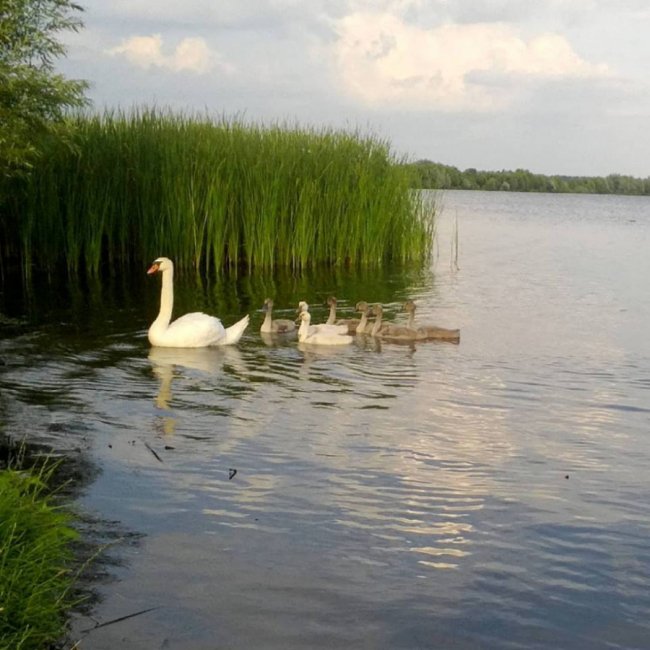 Волинянка показала, як на озері підростали семеро лебедят
