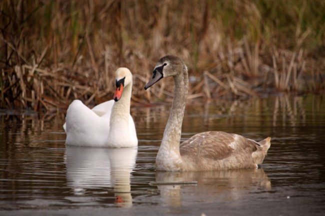Як на волинському озері зимують лебеді. ФОТО