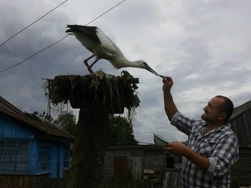 Волиняни рятують лелеченя, яке випало з гнізда