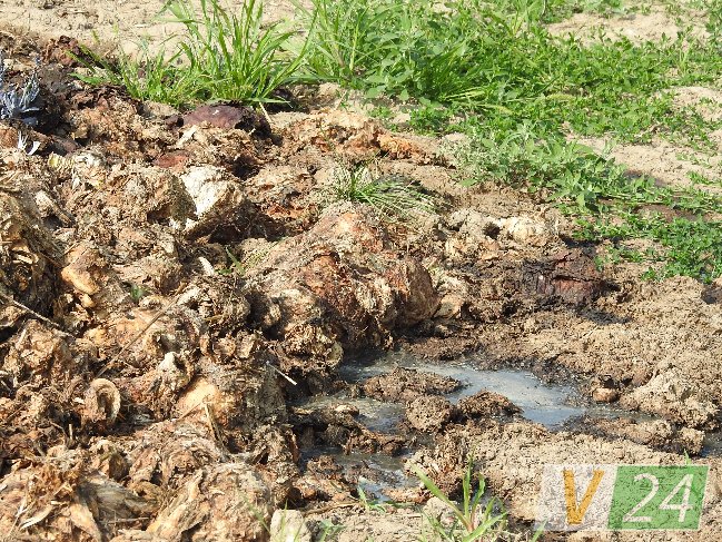 Волинське село засмерділося гнилою капустою. ФОТО