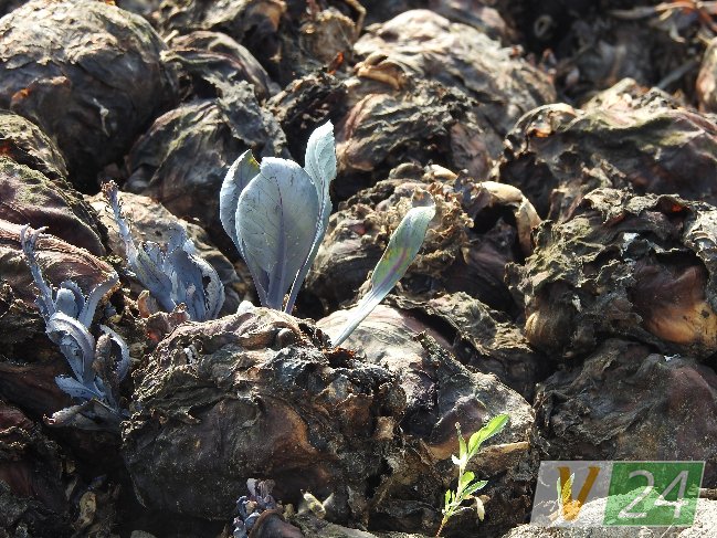 Волинське село засмерділося гнилою капустою. ФОТО