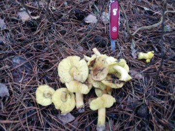Волинянин взимку назбирав грибів у лісі