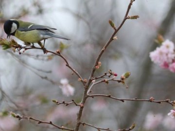 Погода в Луцьку та Волинській області на п'ятницю, 9 квітня