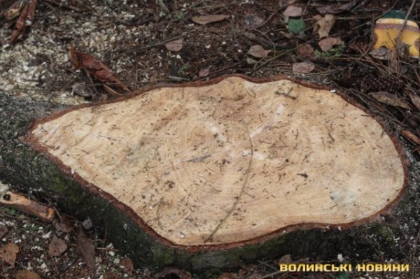 На луцькому Меморіалі ріжуть дерева