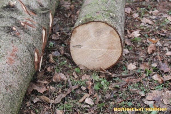 На луцькому Меморіалі ріжуть дерева