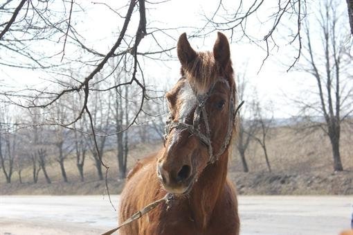 Кінь, який привіз господаря за тисячу кілометрів на Волинь, піде на ковбасу. ФОТО