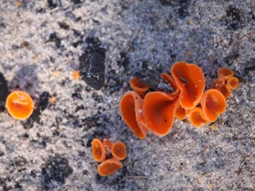 Волинянин натрапив на дивні їстівні гриби. ФОТО