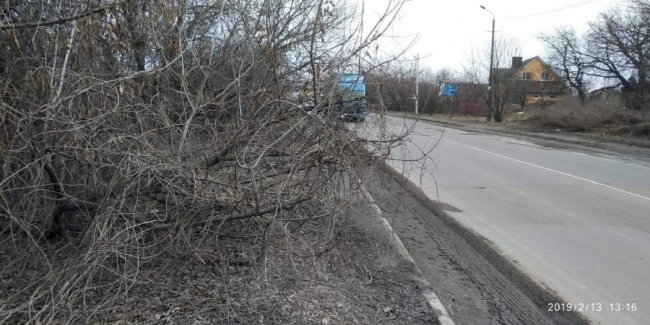 У Луцьку тротуари заросли деревами та кущами. ФОТО