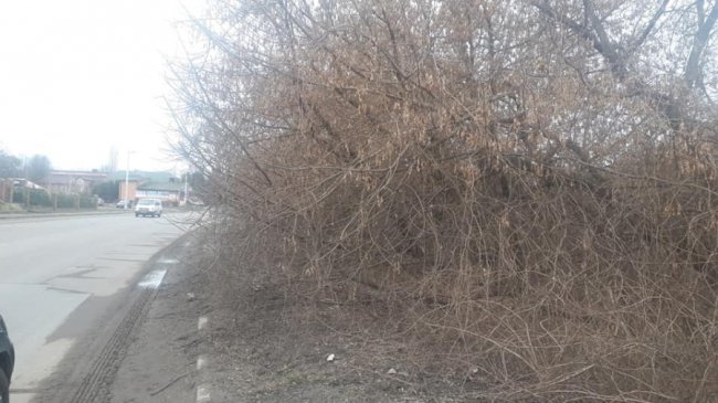 У Луцьку тротуари заросли деревами та кущами. ФОТО