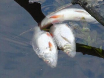 У Луцьку в Кічкарівських ставках зафіксували загибель риби