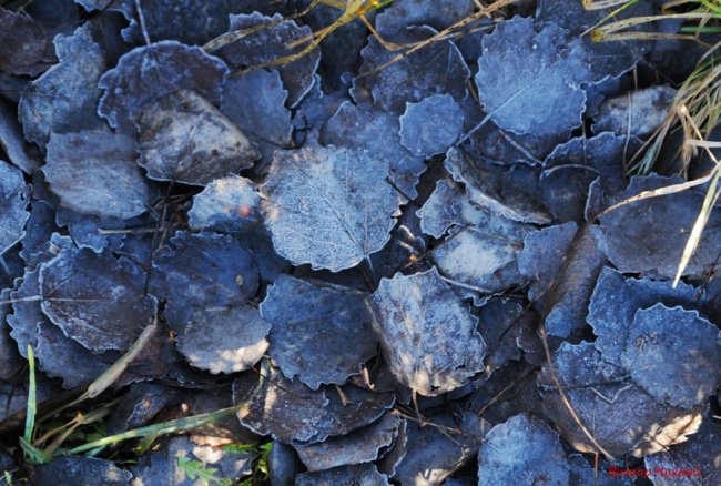 Фотограф поділився світлинами морозного ранку у селі під Луцьком