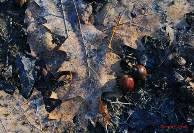 Фотограф поділився світлинами морозного ранку у селі під Луцьком