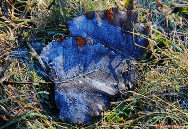 Фотограф поділився світлинами морозного ранку у селі під Луцьком