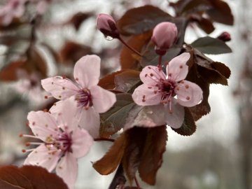 Якою буде погода на Волині завтра, 15 квітня