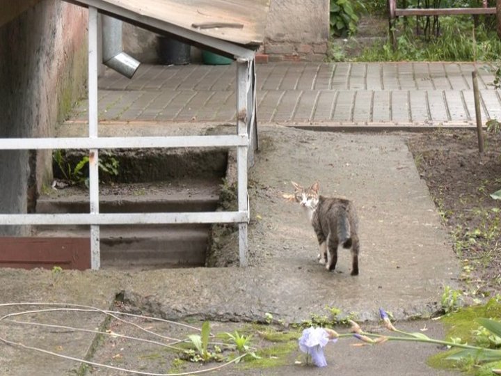 У Луцьку — новий випадок сказу: що відомо