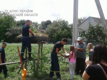 У Луцькому районі рятувальники допомогли встановити лелече гніздо, що впало з електроопори