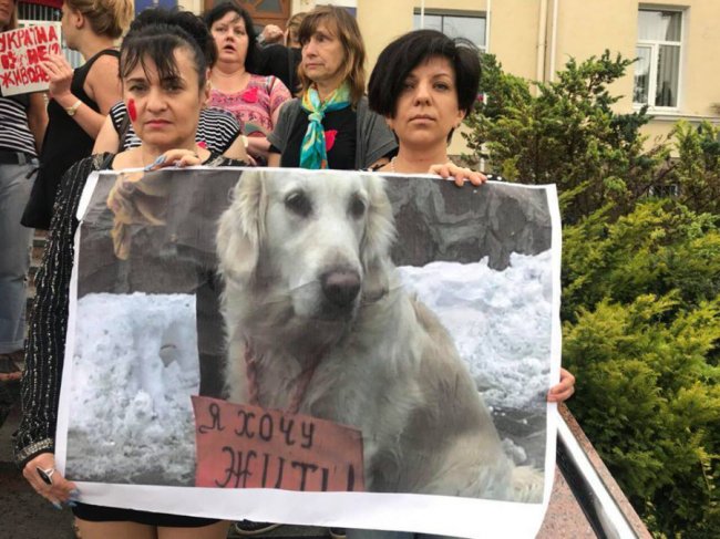 «Тварини - живі істоти»: луцьку мерію пікетували зоозахисники. ФОТО