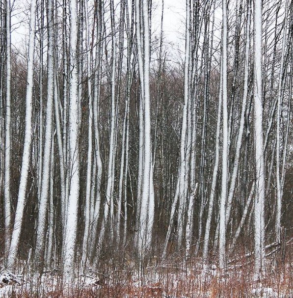 Красиві фото зими у волинському Поліссі 