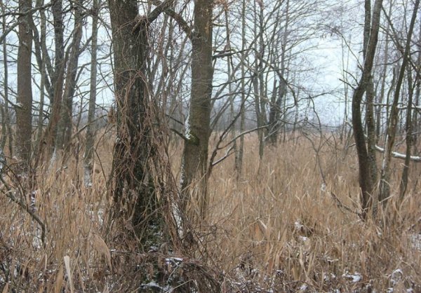 Красиві фото зими у волинському Поліссі 