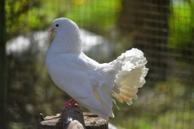 Як почуваються у Луцькому зоопарку голуби, врятовані з-під Бахмута