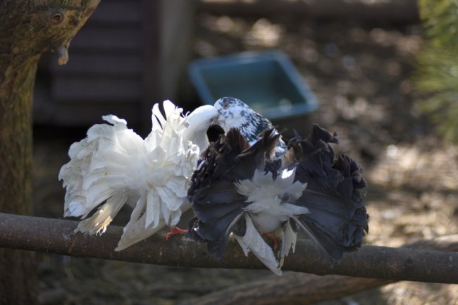 Як почуваються у Луцькому зоопарку голуби, врятовані з-під Бахмута