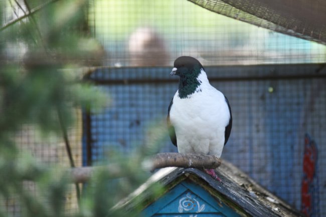 Як почуваються у Луцькому зоопарку голуби, врятовані з-під Бахмута