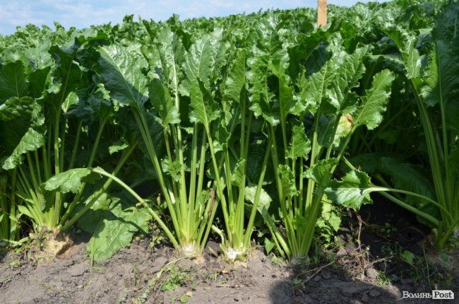 На Волині вирощують гігантські буряки. ФОТО