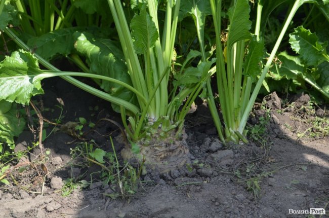 На Волині вирощують гігантські буряки. ФОТО