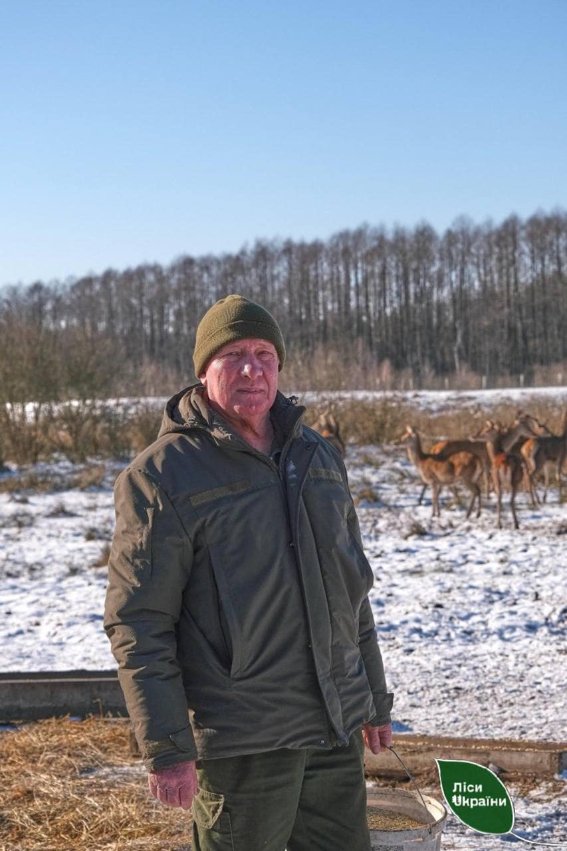 Як на Волині мешкають 12 благородних оленів. ФОТО