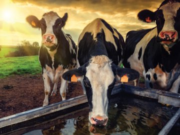 Волиняни відмовляються тримати корів та свиней: на скільки зменшилося поголів'я тварин минулоріч