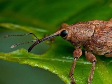 На Волині знайшли небезпечного жука-шкідника