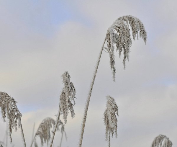 Волинь в льодяному тумані. ФОТО
