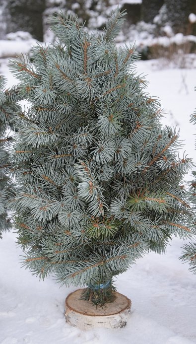 Новорічний настрій: на Волині лісівники створюють оригінальні композиції