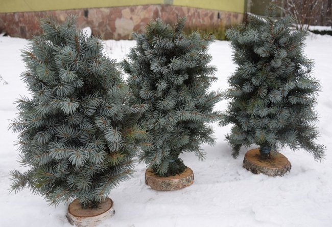 Новорічний настрій: на Волині лісівники створюють оригінальні композиції