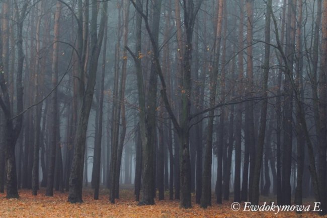 Магічна краса волинського озера, закутаного у туман. ФОТО 