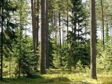 На Волині фермер незаконно використовує 40 гектарів лісу