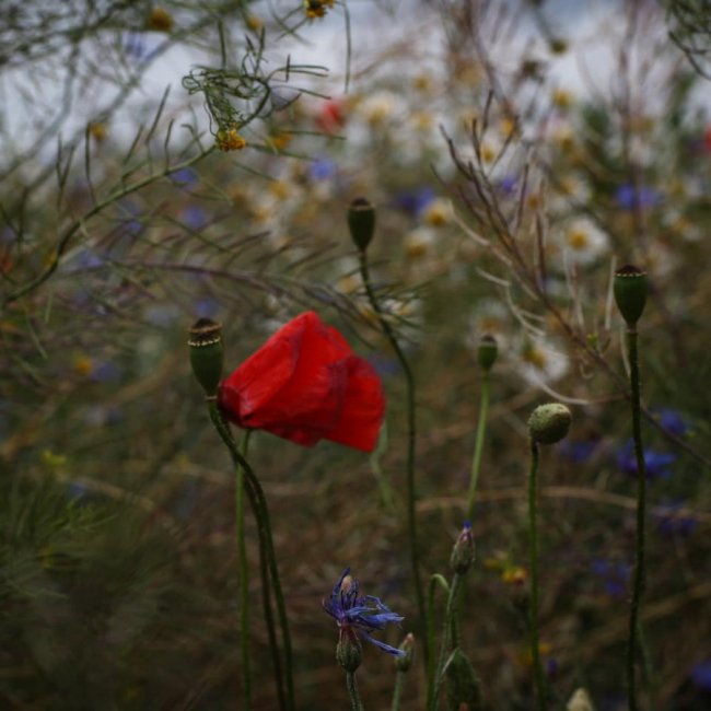 Неймовірні краєвиди природи на знімках волинської волонтерки