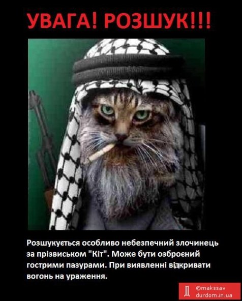 Бабуся і кіт: фотожабоманія триває. ФОТО