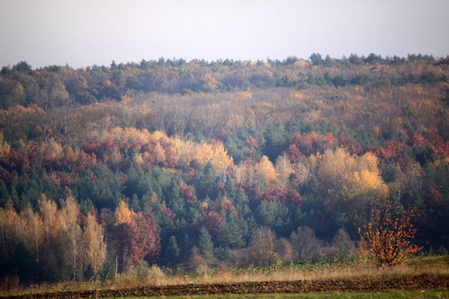 Осінні пейзажі Волинської височини: неймовірні фото