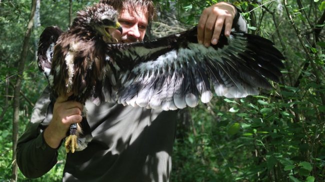 На Волині закільцювали пташеня, яке внесене до Червоної книги України