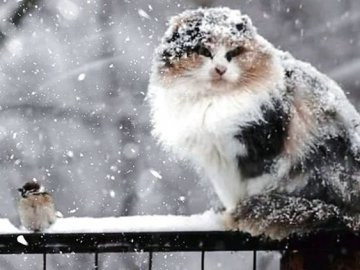 Чи будуть ще заморозки і сніг у квітні: відповідь синоптикині