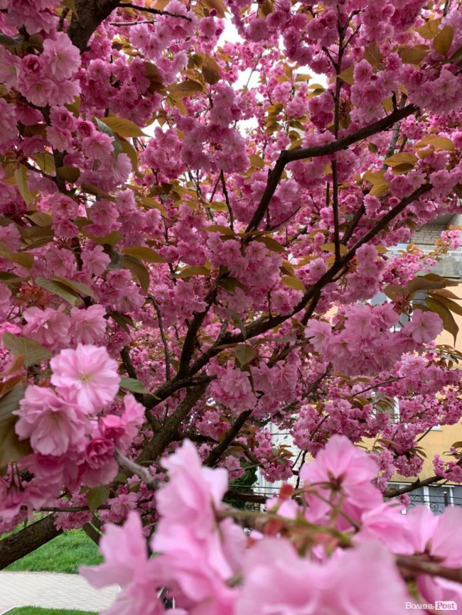 Де лучанам помилуватися сакурами та зробити неймовірні фото. ЛОКАЦІЇ