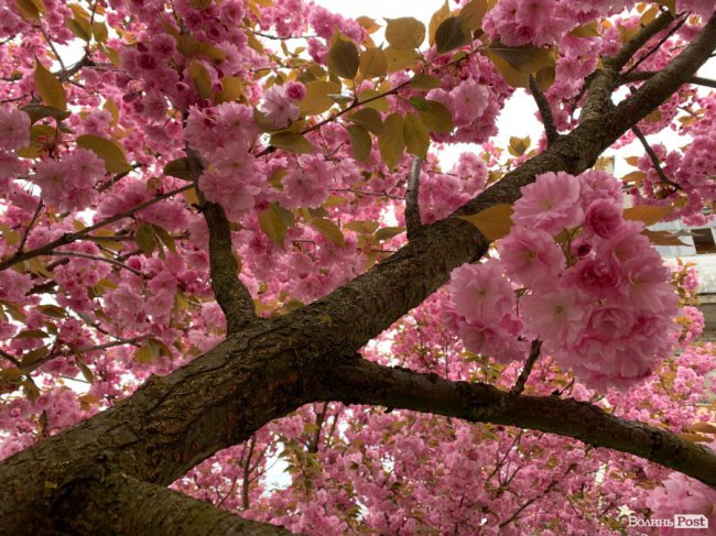Де лучанам помилуватися сакурами та зробити неймовірні фото. ЛОКАЦІЇ