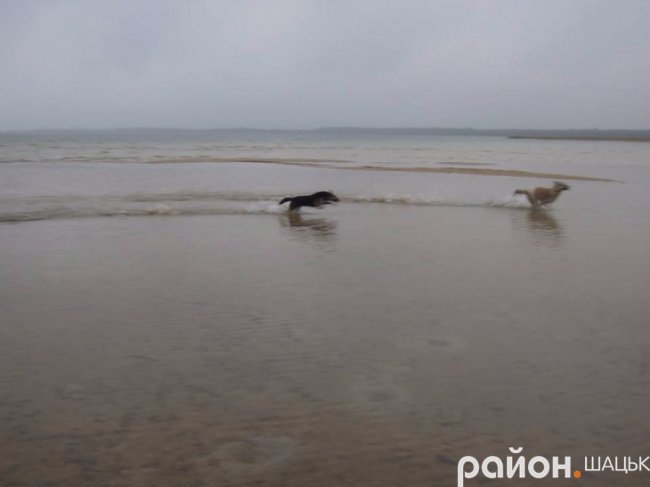 Самотній і чудернацький: оприлюднили фото осіннього Світязю