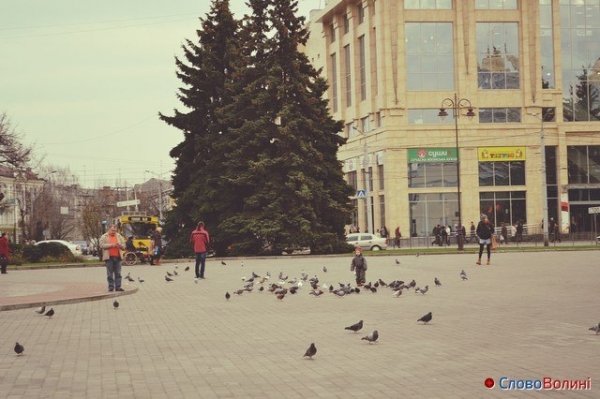 Голуби Луцька. ФОТО