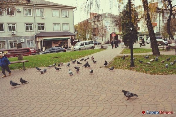 Голуби Луцька. ФОТО