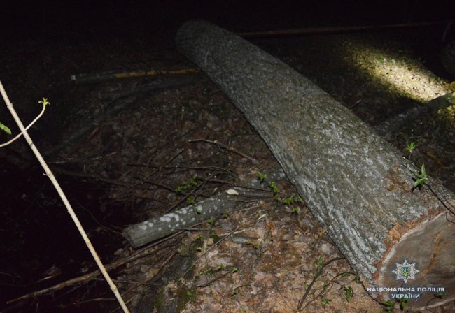 На Волині спіймали чоловіків, які незаконно вирубували дуб